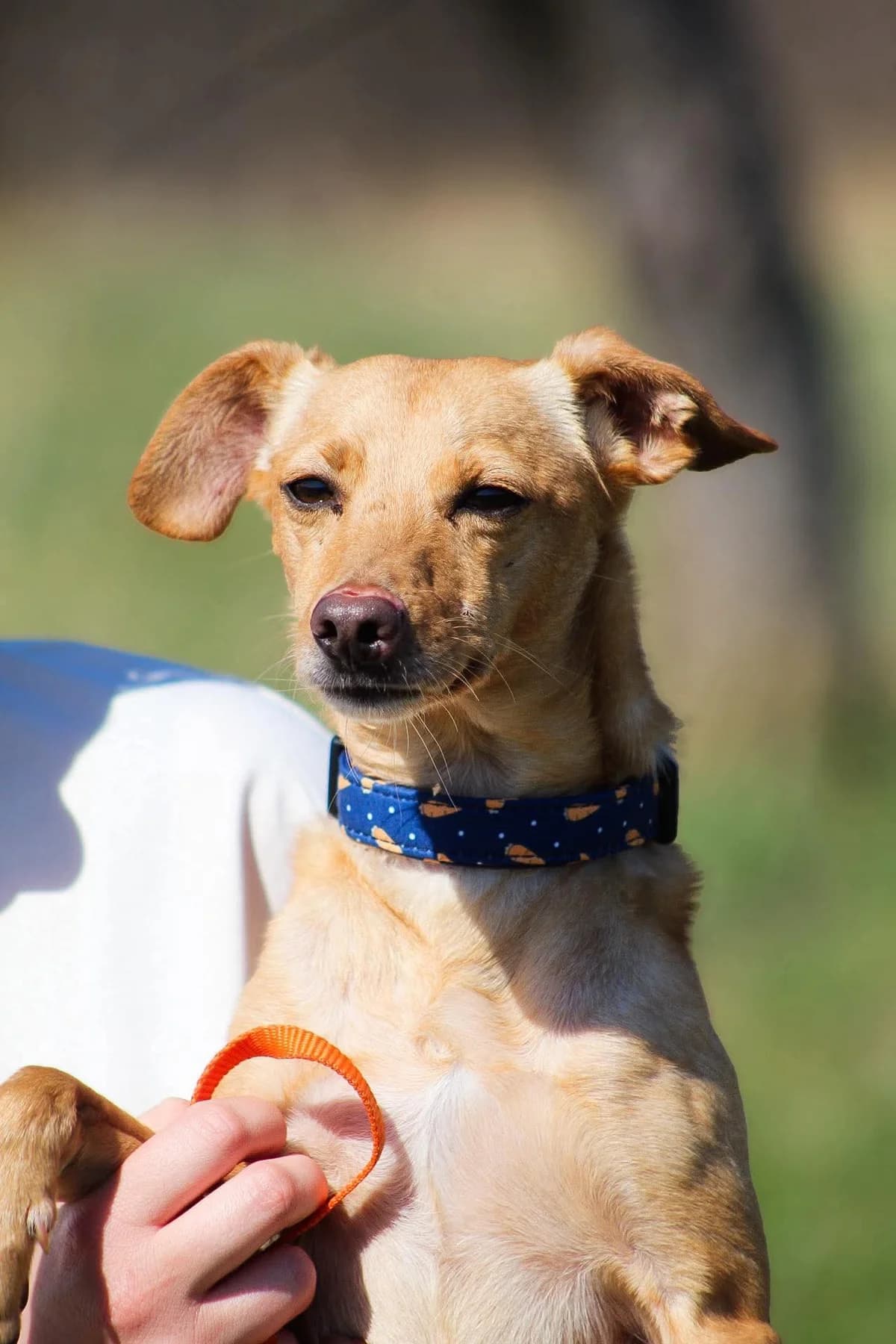 Ori, male 5yo Mixed Breed for adoption at Fundacja Judyta dla Psiego Losu