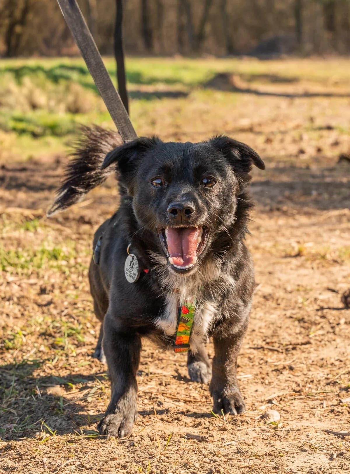 Mario, male Mixed Breed for adoption at Fundacja Judyta dla Psiego Losu