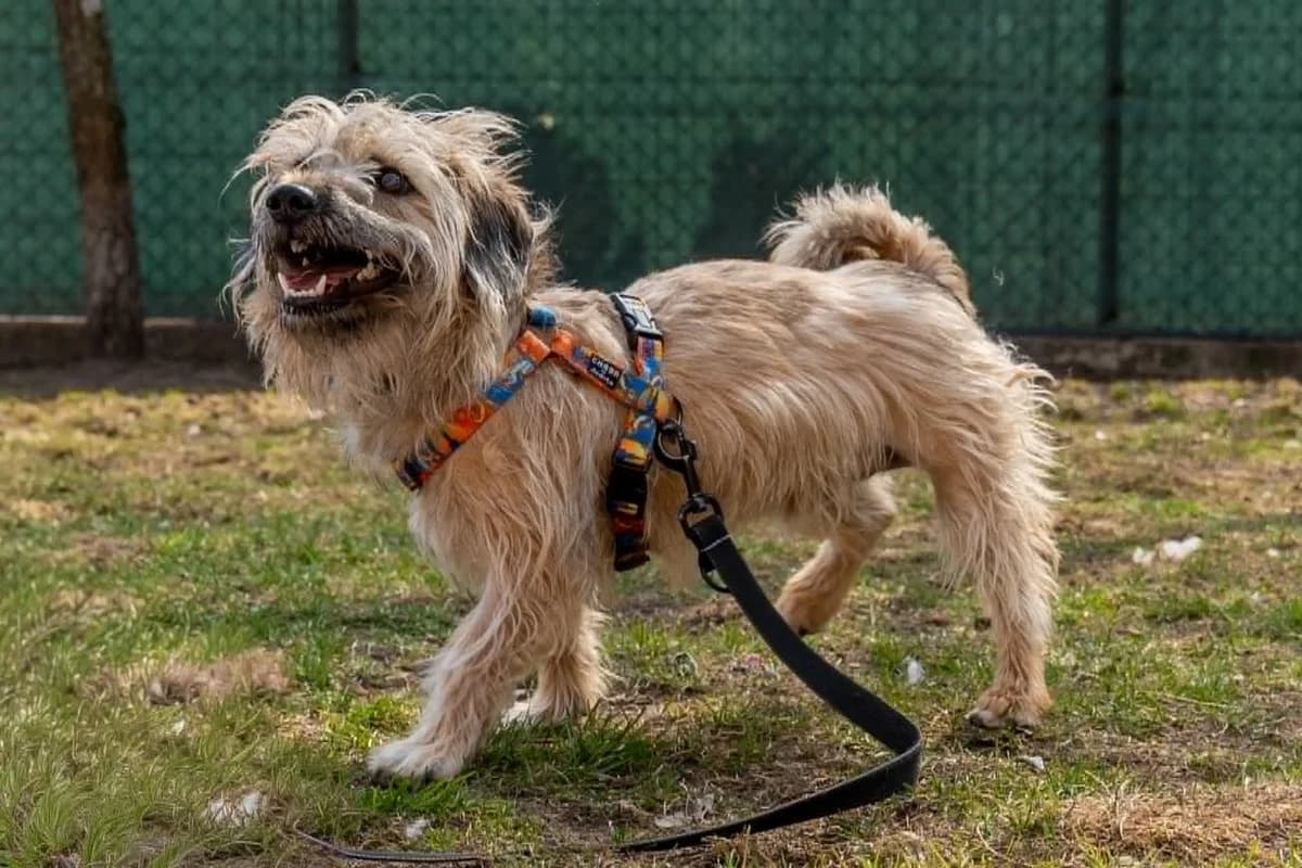 Butter, male Mixed Breed for adoption at Fundacja Judyta dla Psiego Losu
