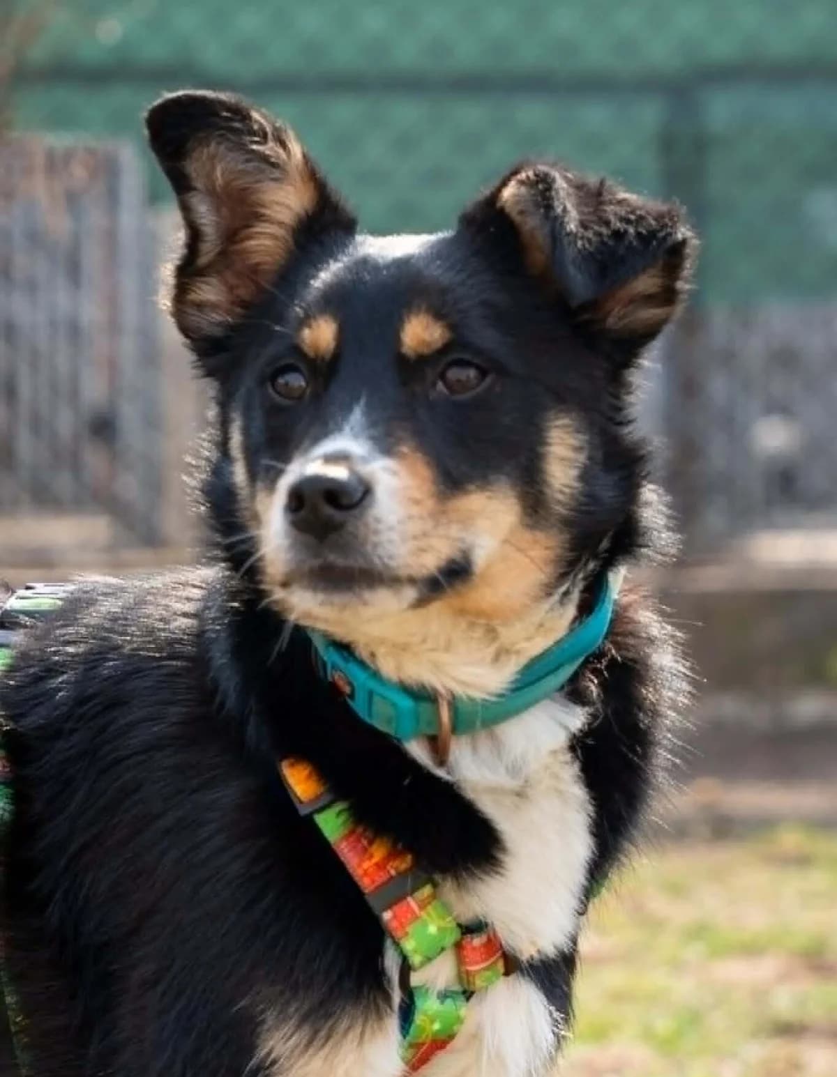 Iks, male Mixed Breed for adoption at Fundacja Judyta dla Psiego Losu