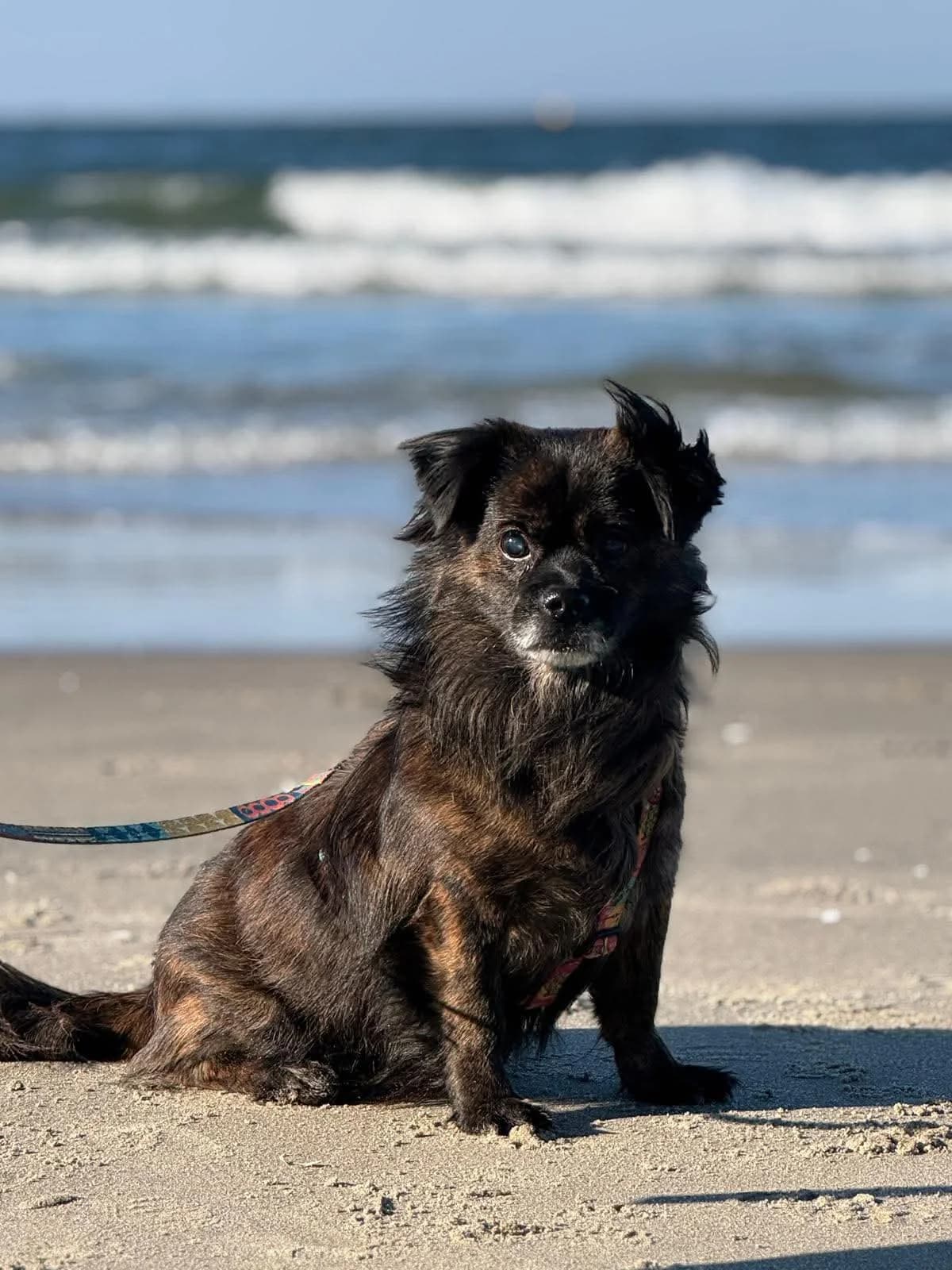 Quebo, male 4yo Mixed Breed for adoption at Fundacja Judyta dla Psiego Losu