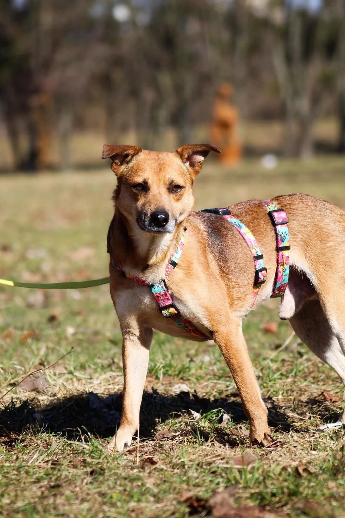 Zgrywus, male 5yo Mixed Breed for adoption at Fundacja Judyta dla Psiego Losu