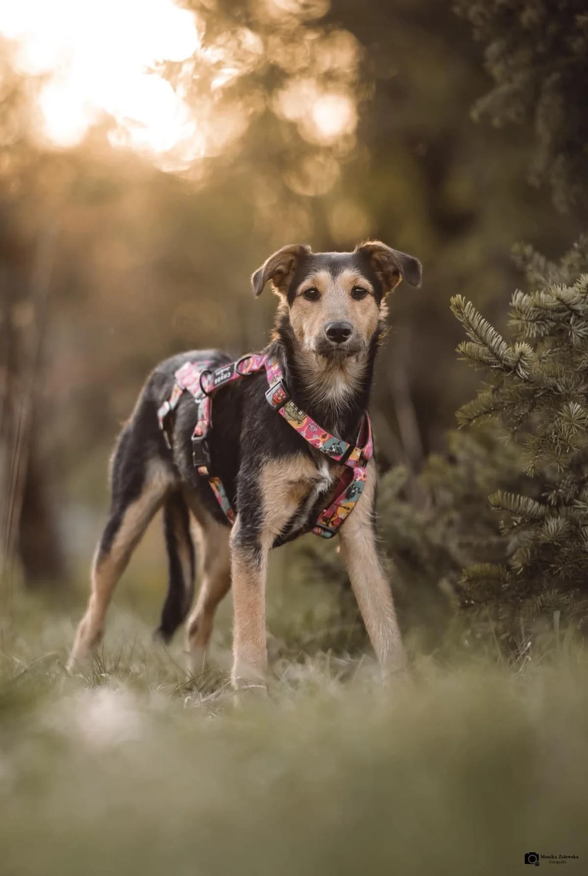 Kredka, female young Mixed Breed for adoption at Fundacja Judyta dla Psiego Losu