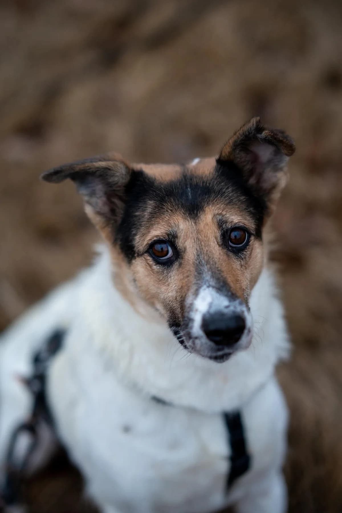 Stella, female 5yo Mixed Breed for adoption at Fundacja Judyta dla Psiego Losu