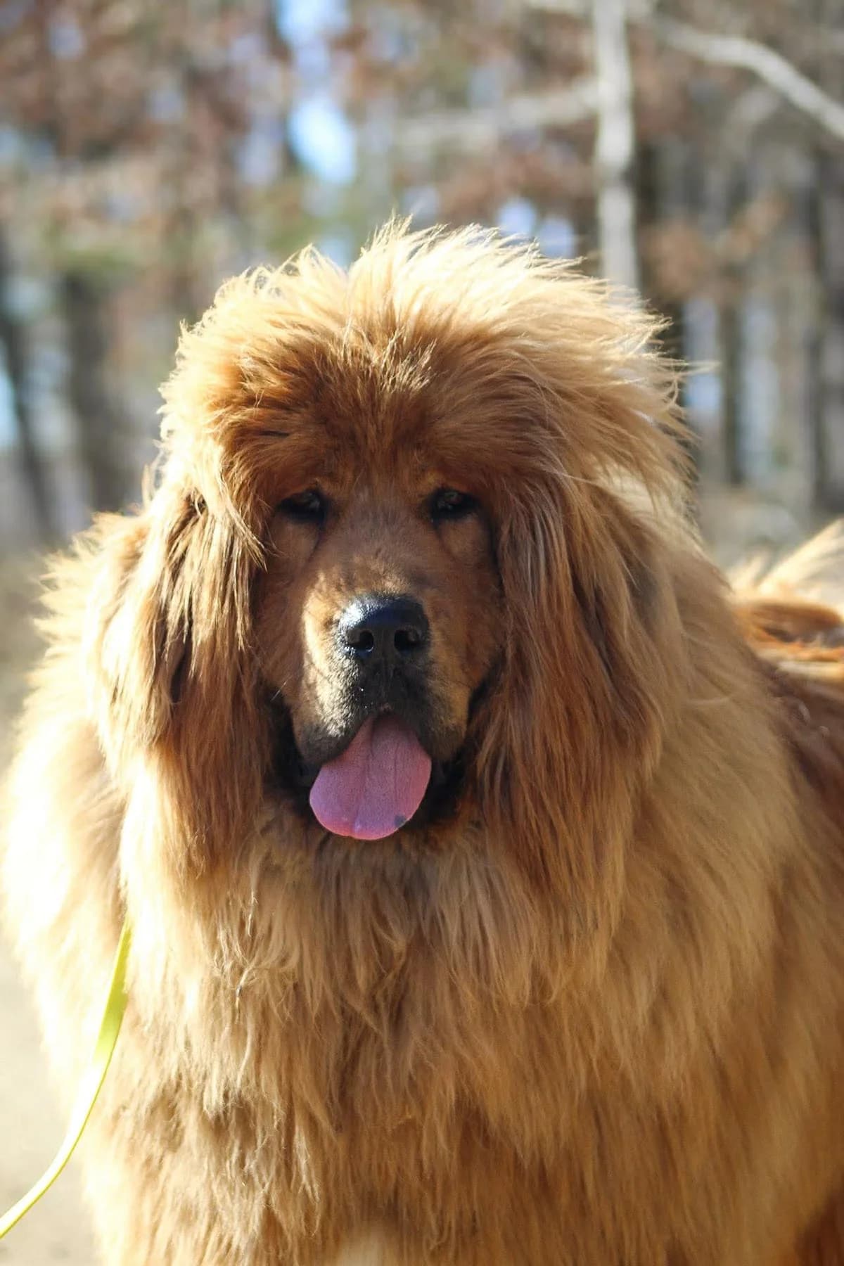 Wafel, male 3yo Mixed Breed for adoption at Fundacja Judyta dla Psiego Losu