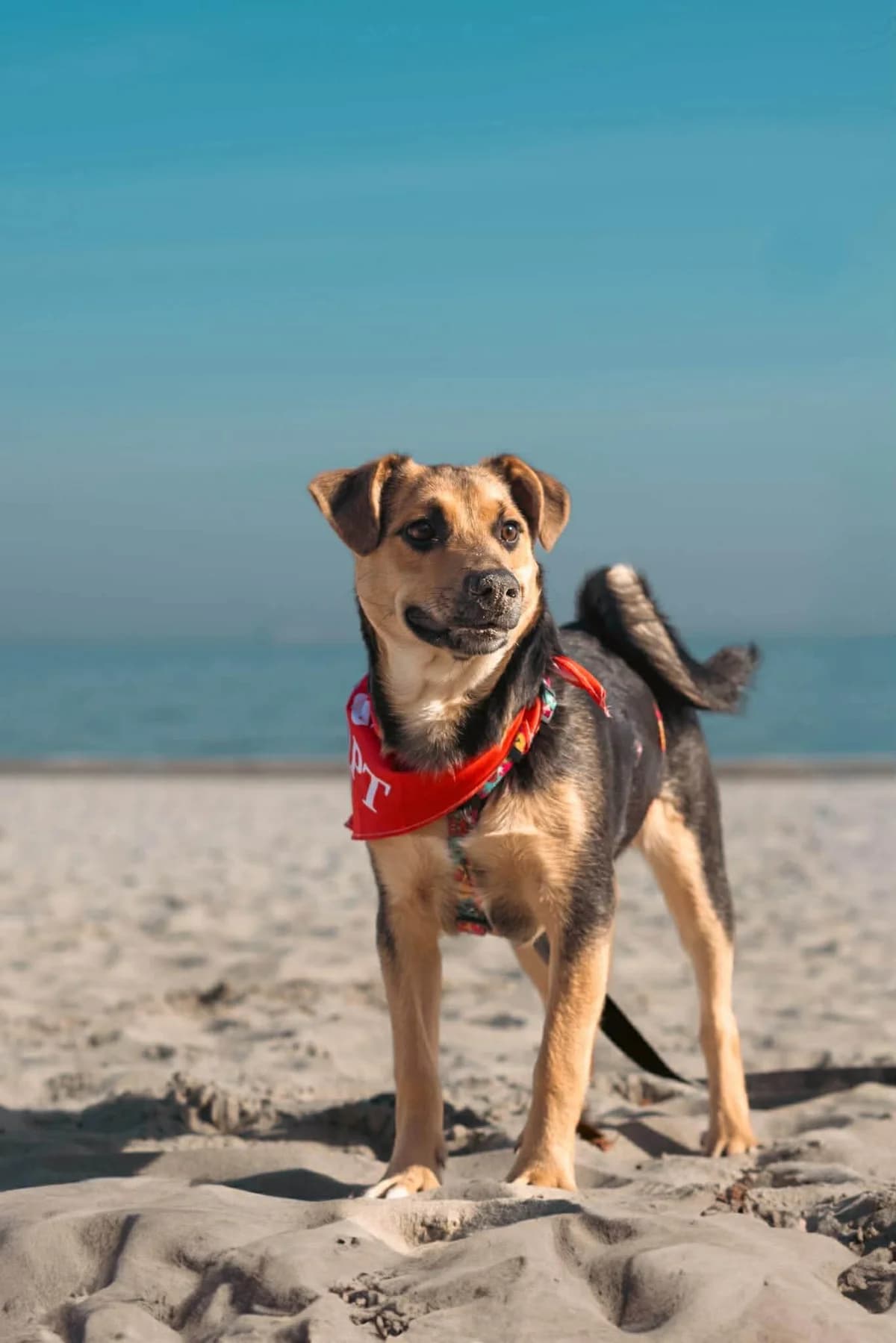 Bingo, male young Mixed Breed for adoption at Fundacja Judyta dla Psiego Losu