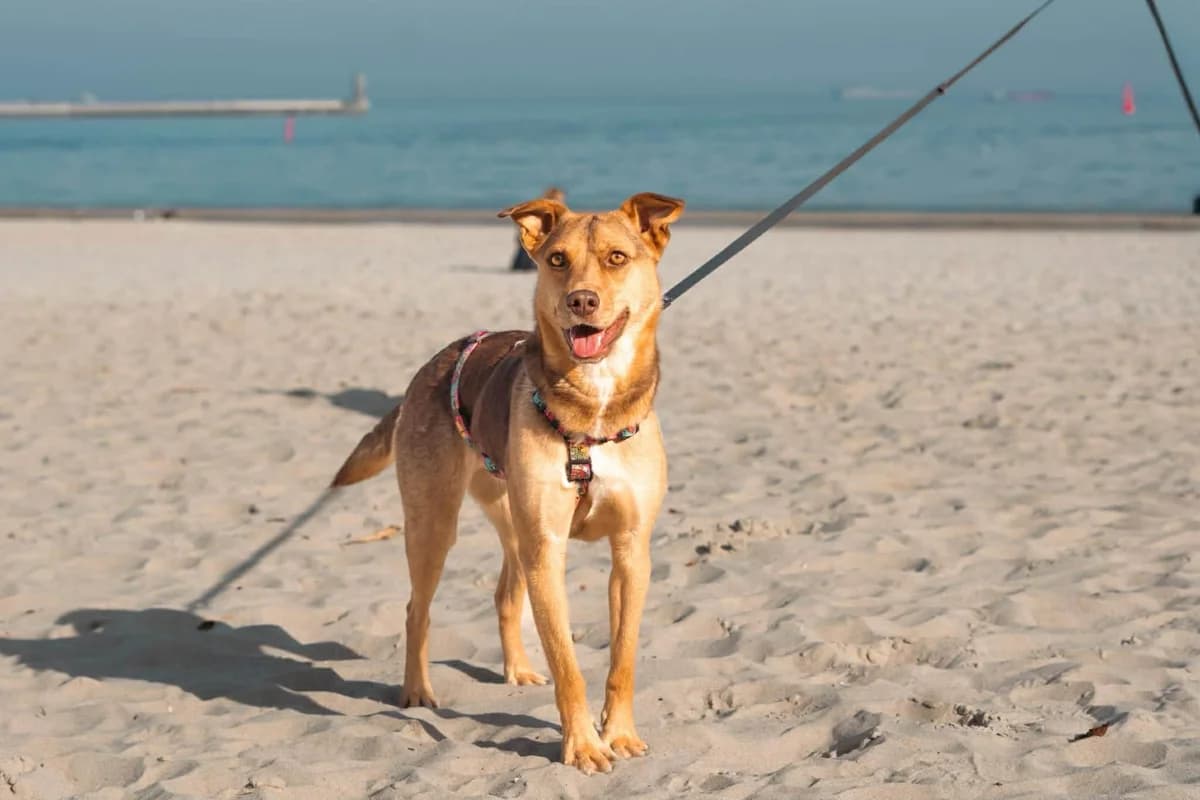 Vexy, female Mixed Breed for adoption at Fundacja Judyta dla Psiego Losu