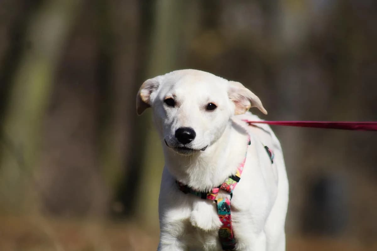 Misia, female young Mixed Breed for adoption at Fundacja Judyta dla Psiego Losu