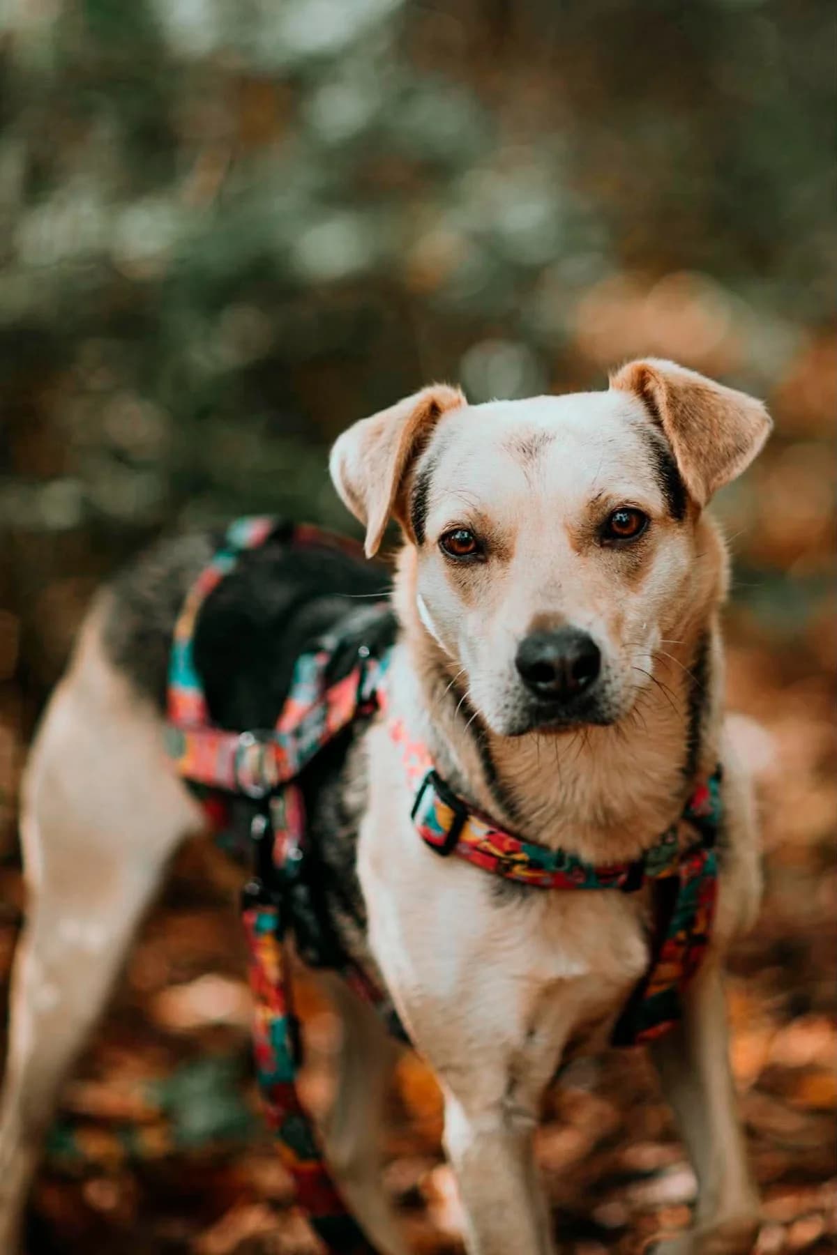 Agora, female 3yo Mixed Breed for adoption at Fundacja Judyta dla Psiego Losu