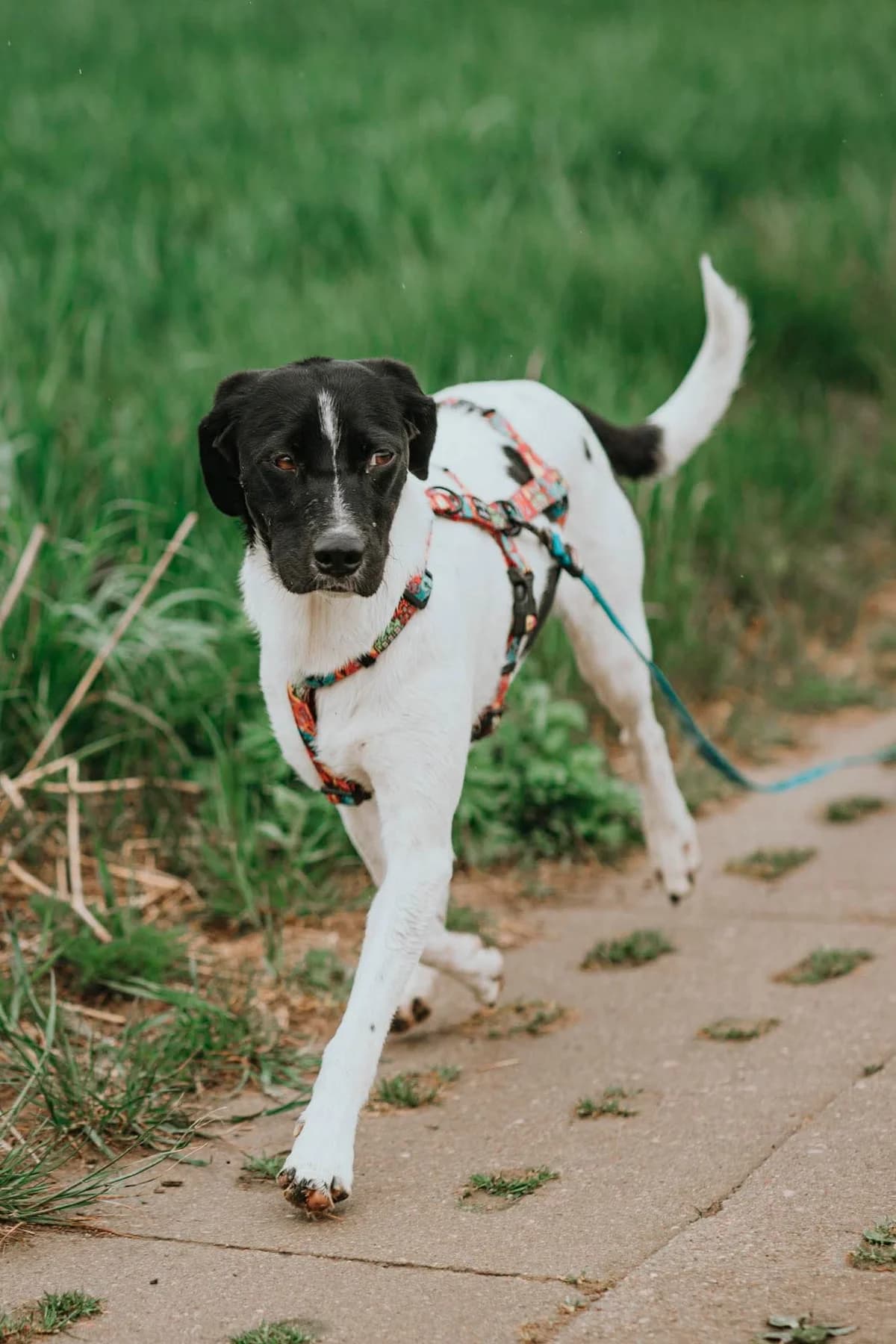 Maślanka, female 3yo Mixed Breed for adoption at Fundacja Judyta dla Psiego Losu