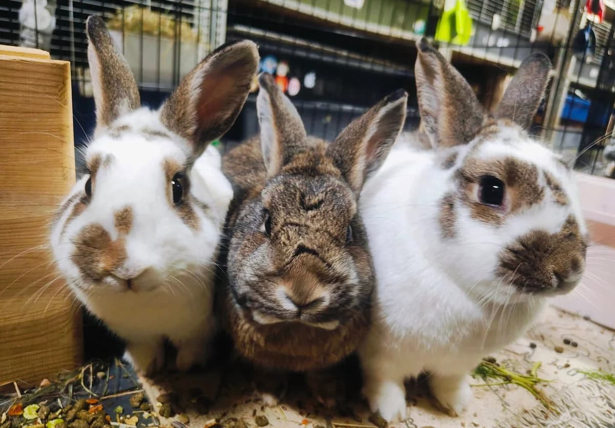 Hania, Mania, Frania, mixed breed for adoption at Fundacja Królewska, Warszawa