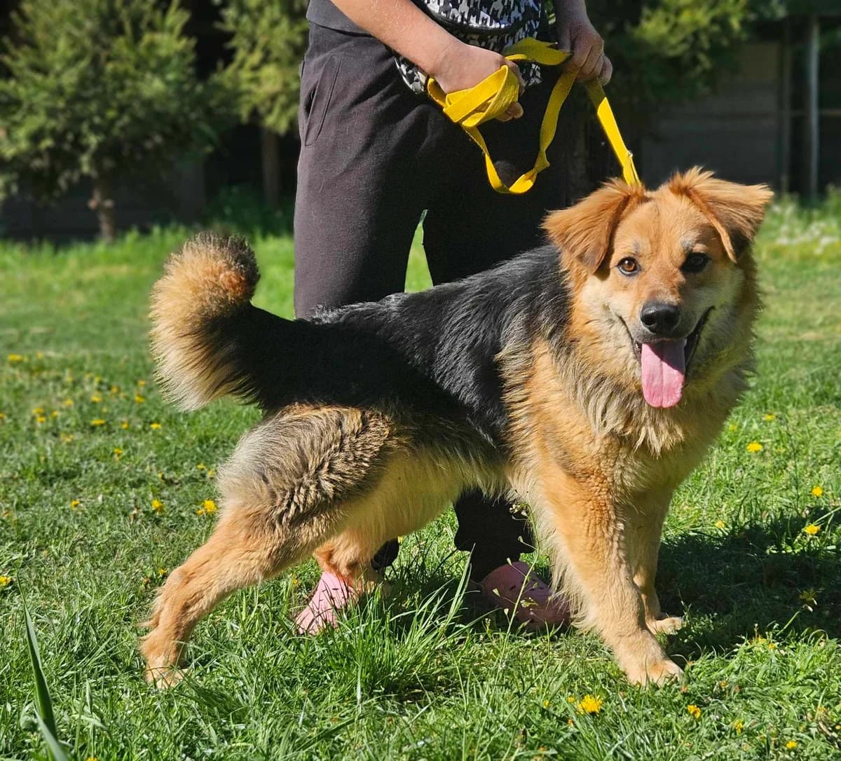 Bekon, female Mixed Breed for adoption at Fundacja Medor