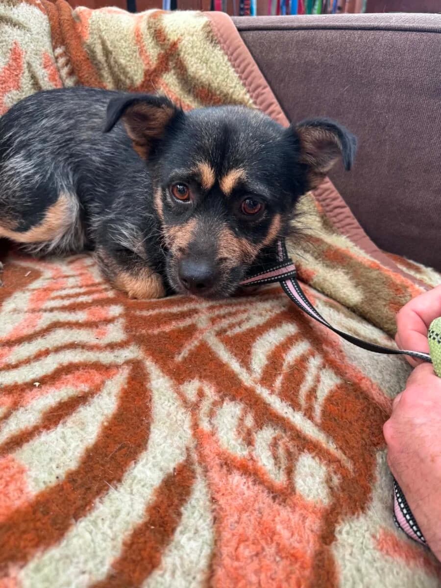 Gufi, male Mixed Breed for adoption at Fundacja Medor