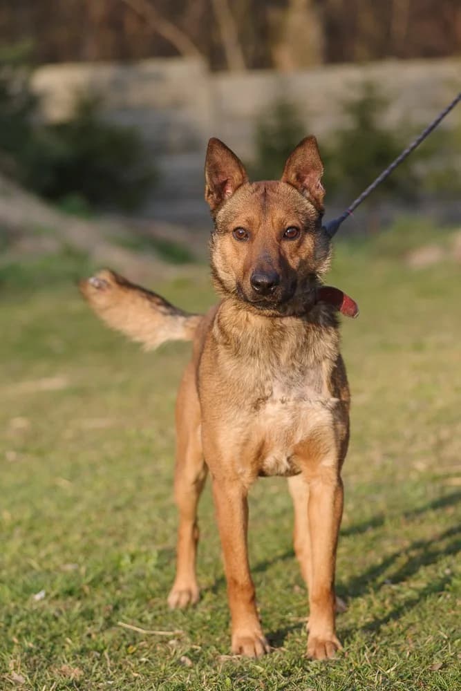 Irek Mix Owczarek Belgijski, male Mixed Breed for adoption at Fundacja Medor