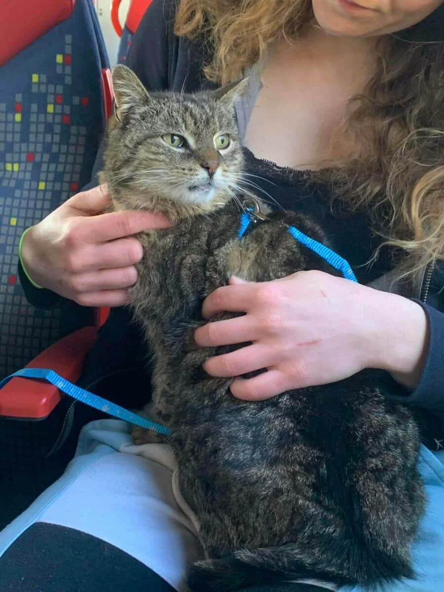 Kluska Grzecznościowo, female Mixed Breed for adoption at Fundacja Medor