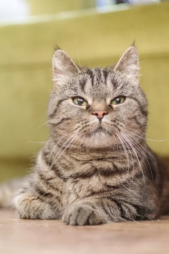 Kotka Buraska, female Mixed Breed for adoption at Fundacja Medor