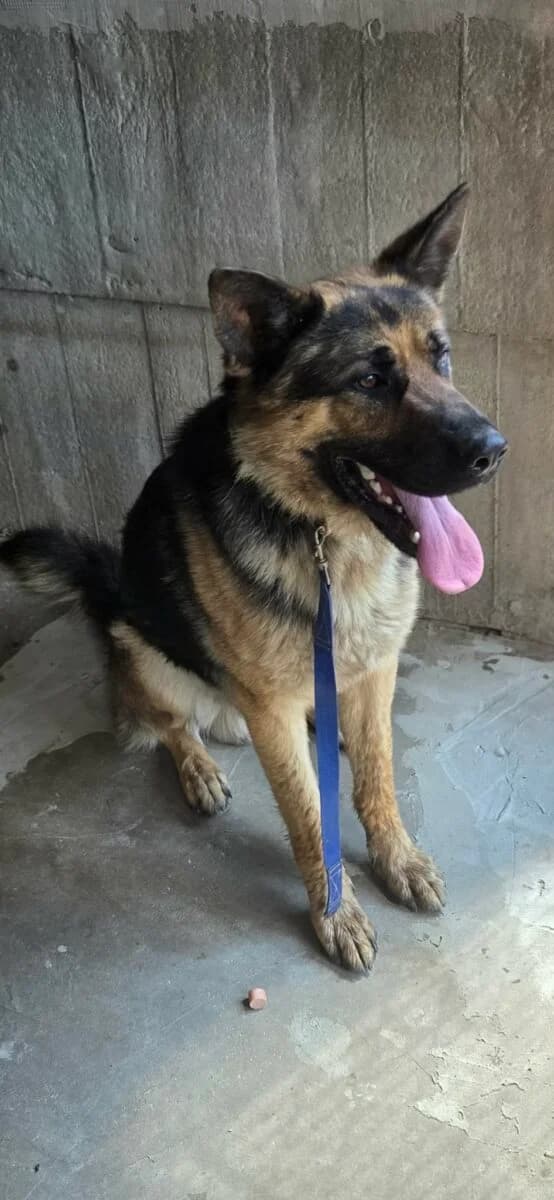Komo Vel Alex, male Mixed Breed for adoption at Fundacja Medor