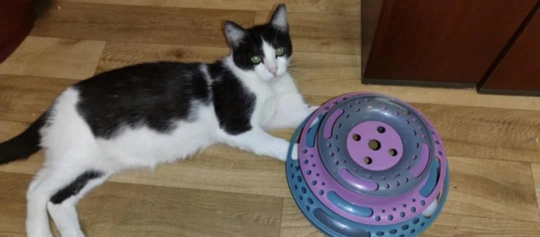 Kot Olaf Grzecznościowo, Mixed Breed for adoption at Fundacja Medor