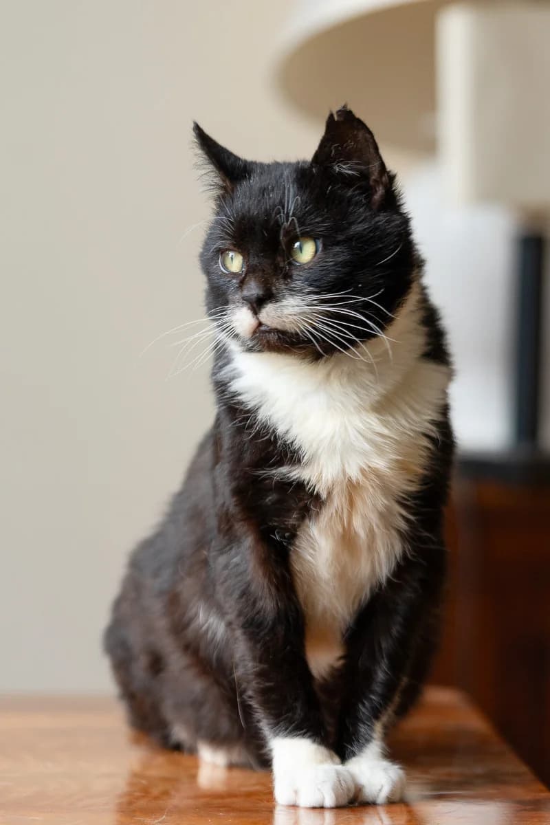 Kotek Niuniek, Mixed Breed for adoption at Fundacja Medor