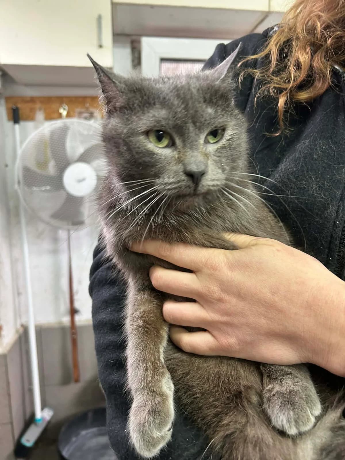 Kotek Zmierz, female Mixed Breed for adoption at Fundacja Medor