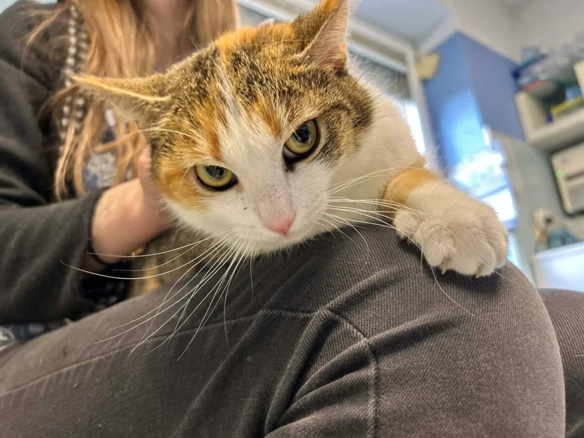 Kotka Gloria, Mixed Breed for adoption at Fundacja Medor