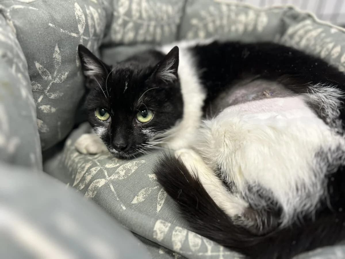 Kotka Zegarynka, female Mixed Breed for adoption at Fundacja Medor