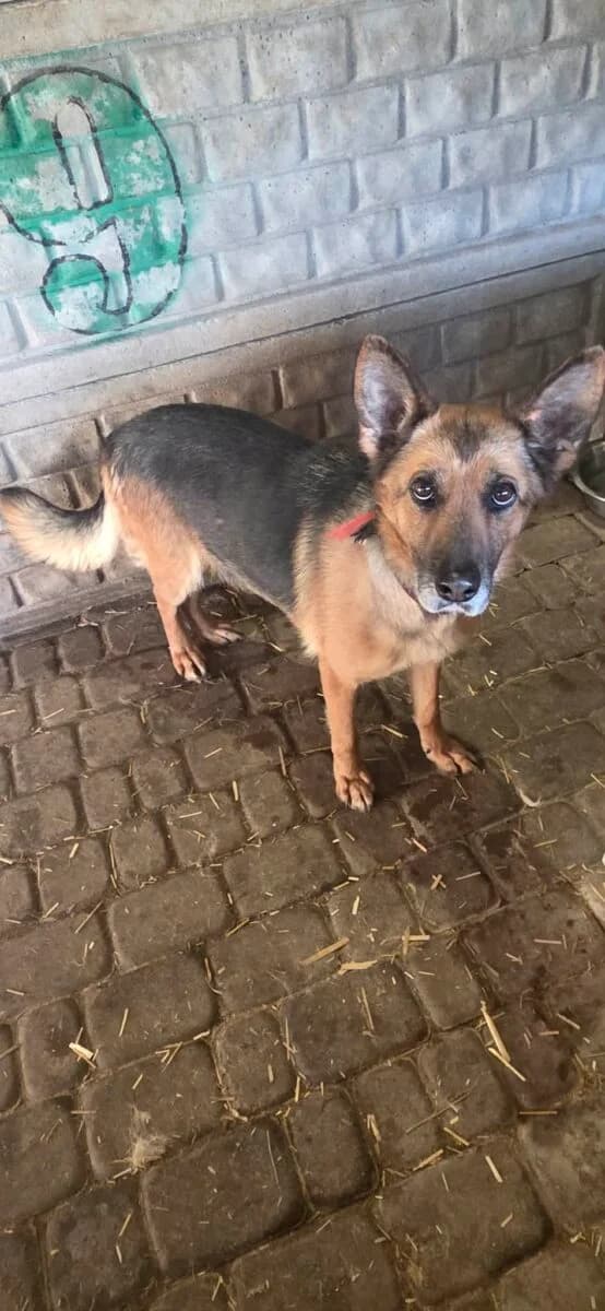 Librella Owczarek, Mixed Breed for adoption at Fundacja Medor