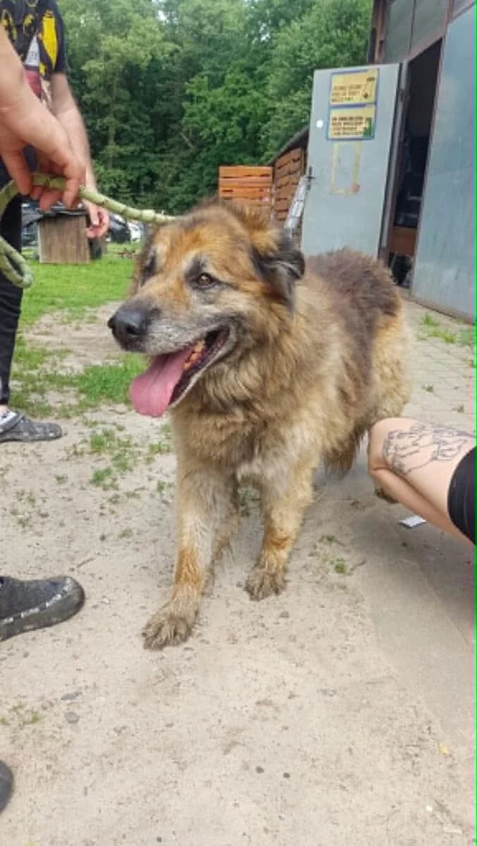 Mix Owczarek, male Mixed Breed for adoption at Fundacja Medor