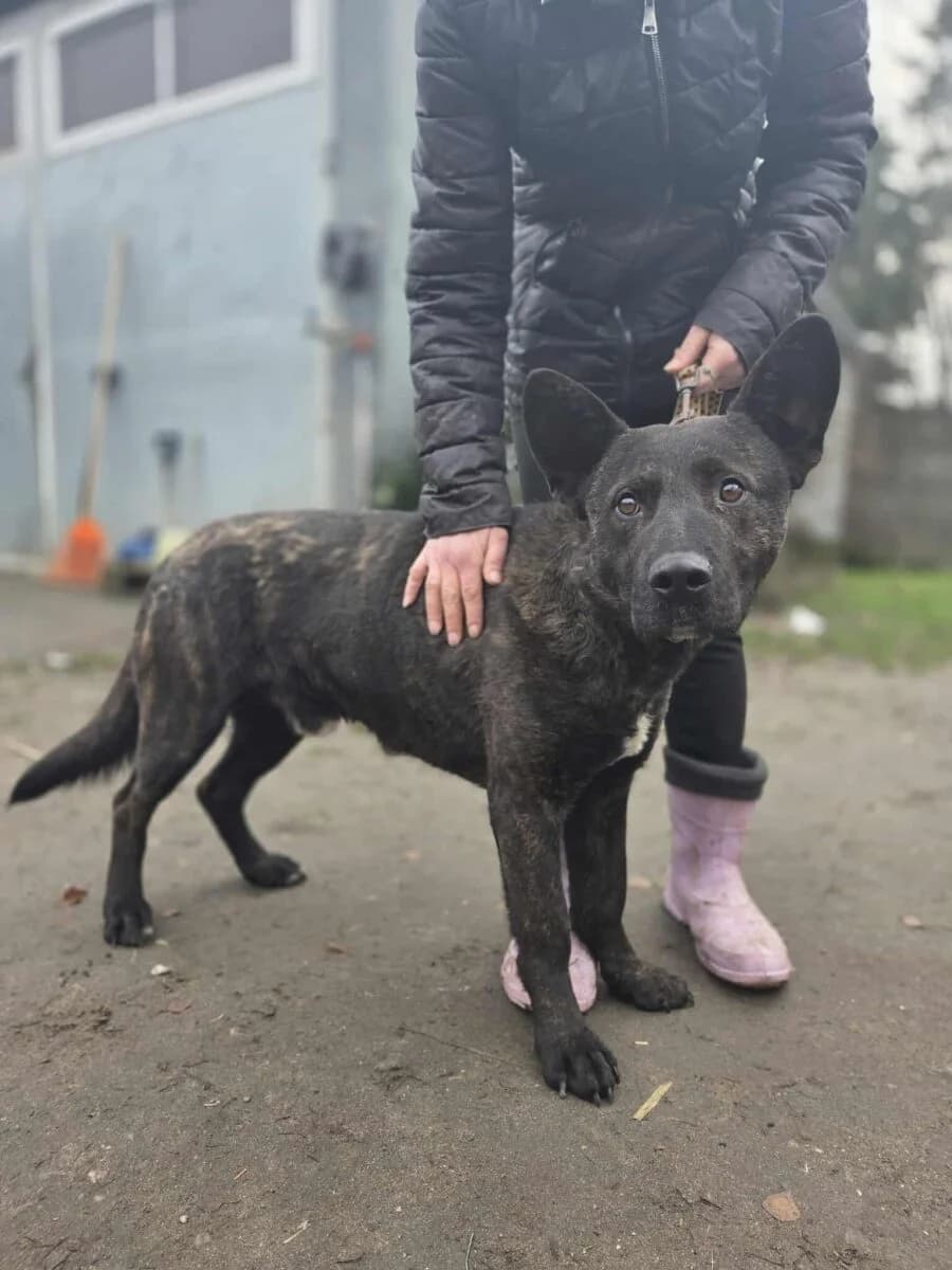 Neptun Owczarek Mix, male Mixed Breed for adoption at Fundacja Medor