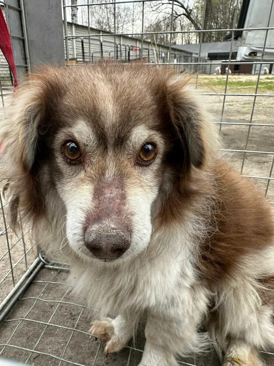 Piesek Czekoladowo Biały, male Mixed Breed for adoption at Fundacja Medor