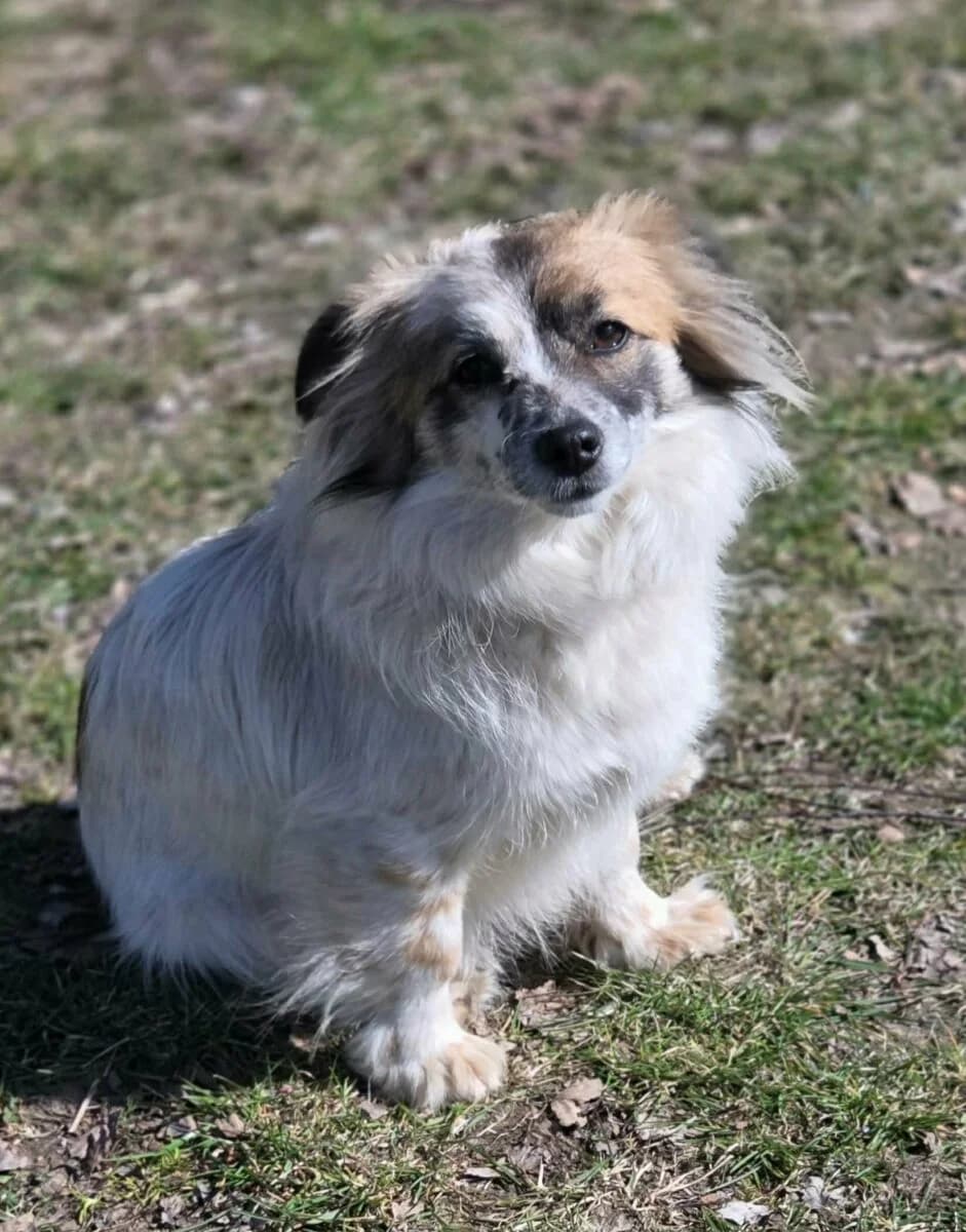 Sunia Mix Papilon, Mixed Breed for adoption at Fundacja Medor