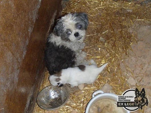 Nana, female senior Shih Tzu for adoption at A.D.A. Noguera
