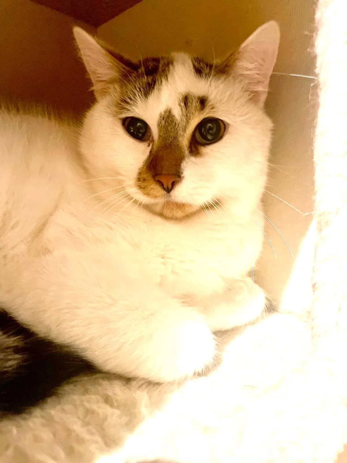 Śnieżek, male Mixed Breed for adoption at Fundacja Niechciane i Zapomniane SOS Zwierząt (Łódź)