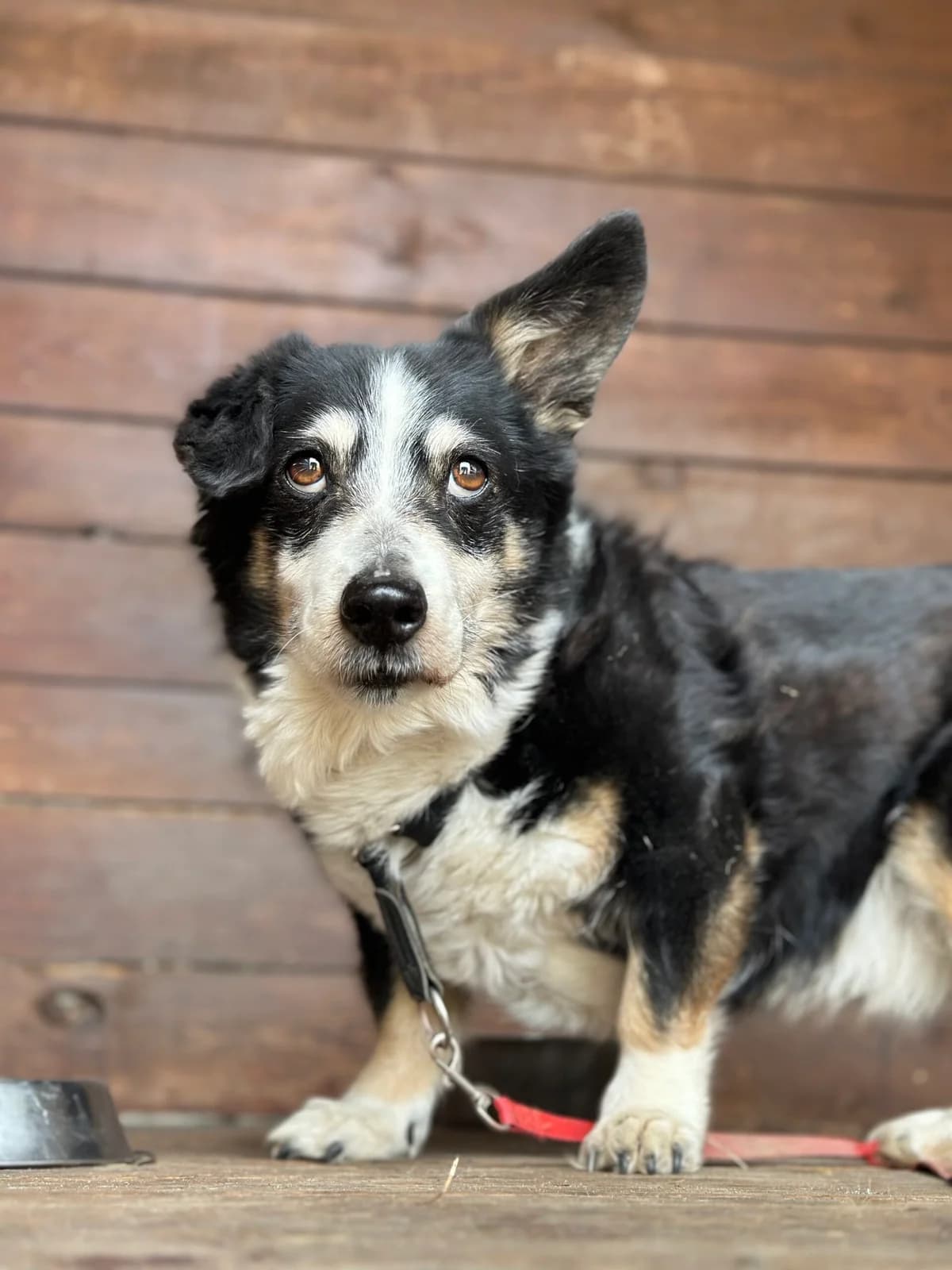 Bąbel, Mixed Breed for adoption at Fundacja Niechciane i Zapomniane SOS Zwierząt (Łódź)