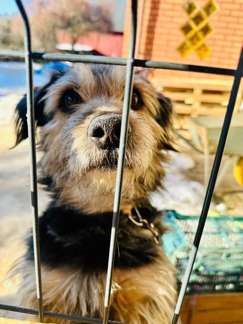 Bobik, Mixed Breed for adoption at Fundacja Niechciane i Zapomniane SOS Zwierząt (Łódź)