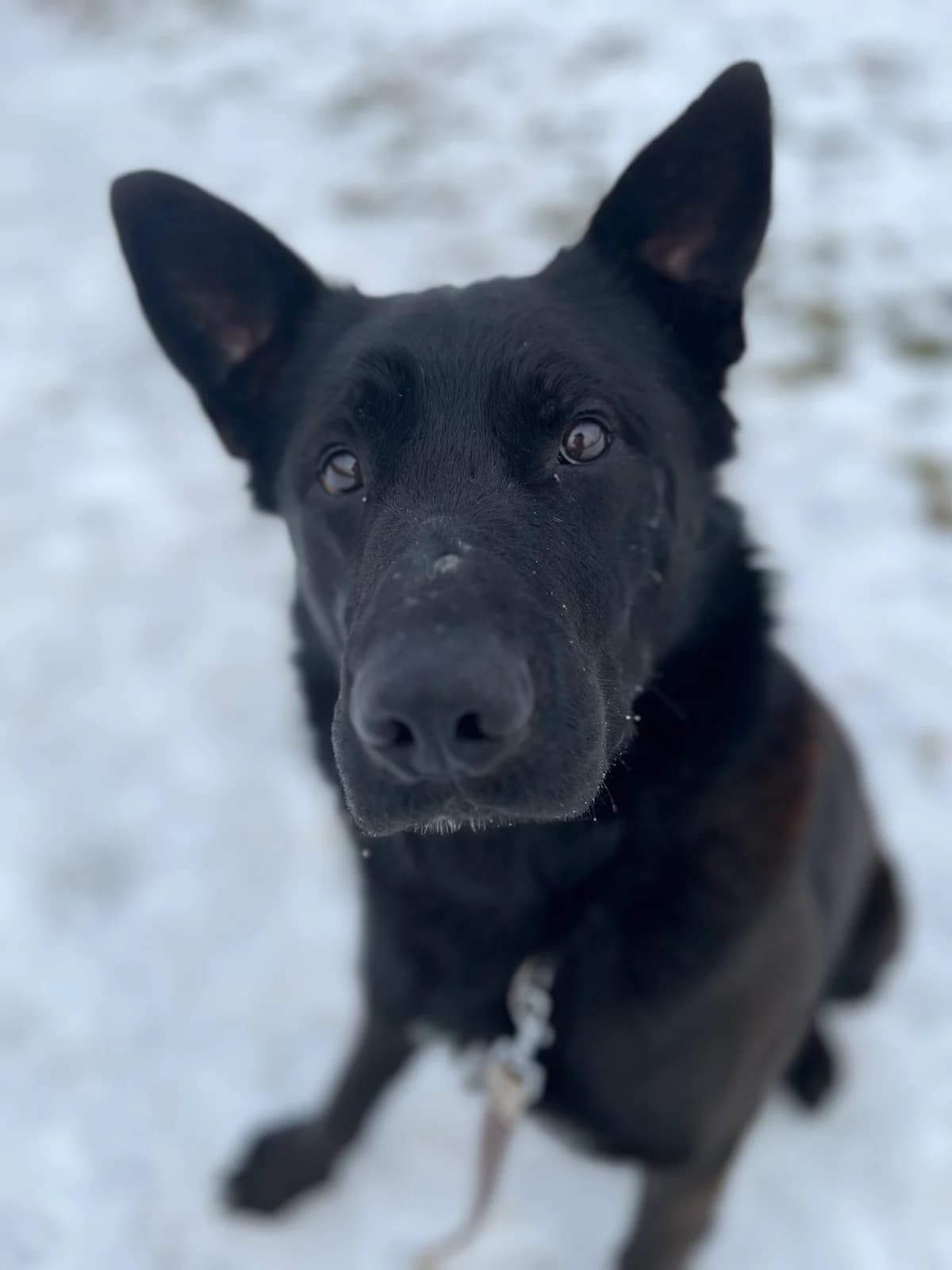 Charlie, male Mixed Breed for adoption at Fundacja Niechciane i Zapomniane SOS Zwierząt (Łódź)