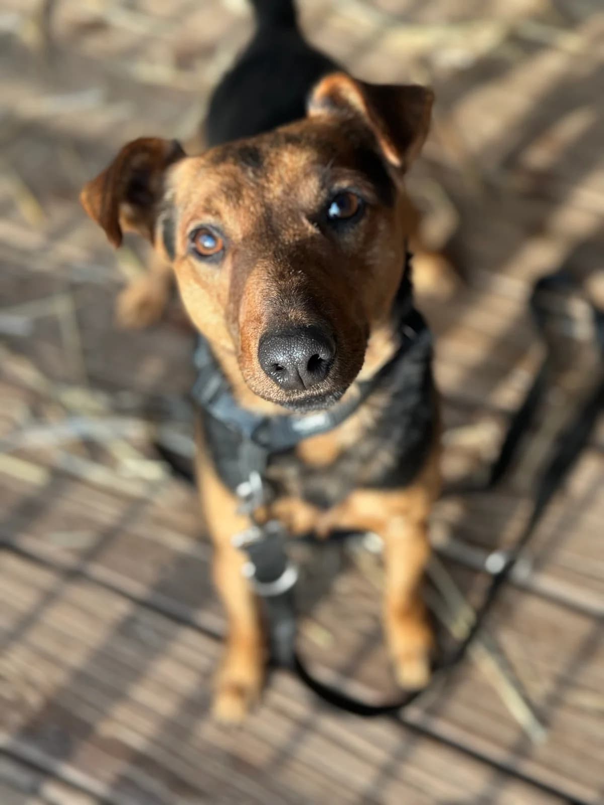 Szalik, male Mixed Breed for adoption at Fundacja Niechciane i Zapomniane SOS Zwierząt (Łódź)