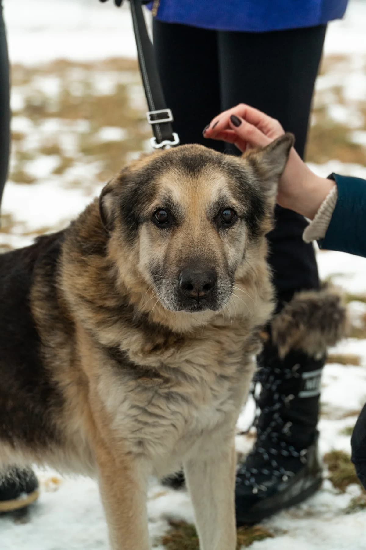 Frosti, male Mixed Breed for adoption at Fundacja Niechciane i Zapomniane SOS Zwierząt (Łódź)