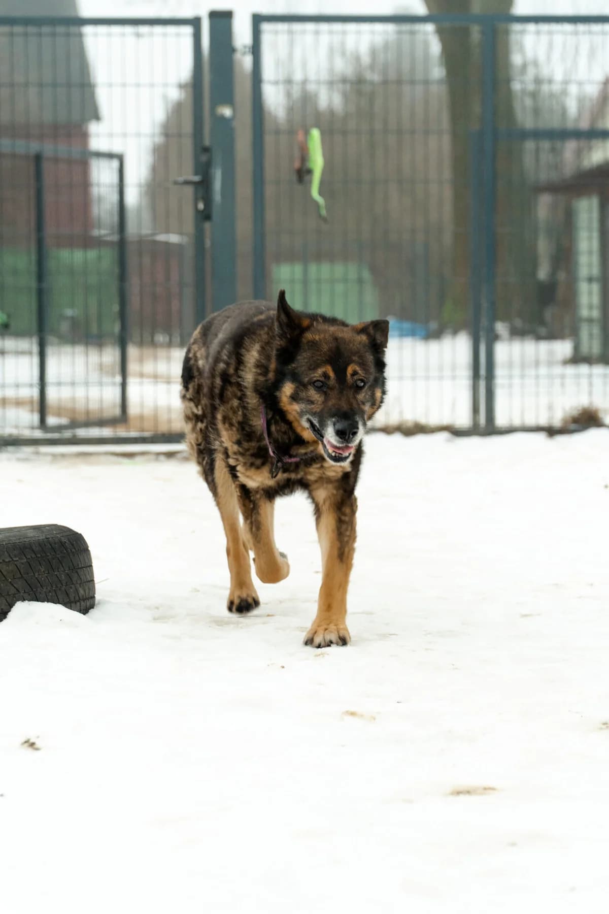 Polek, male Mixed Breed for adoption at Fundacja Niechciane i Zapomniane SOS Zwierząt (Łódź)