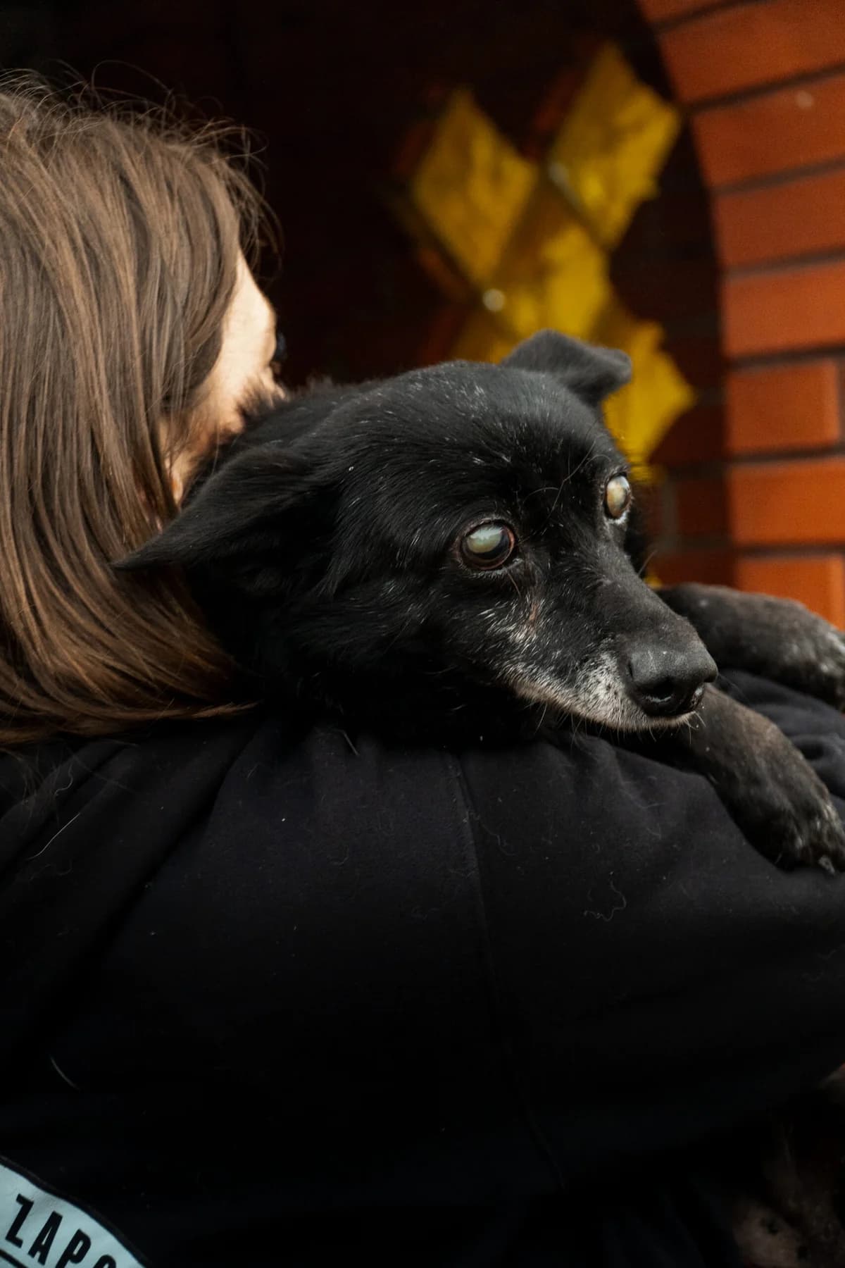 Max, male Mixed Breed for adoption at Fundacja Niechciane i Zapomniane SOS Zwierząt (Łódź)