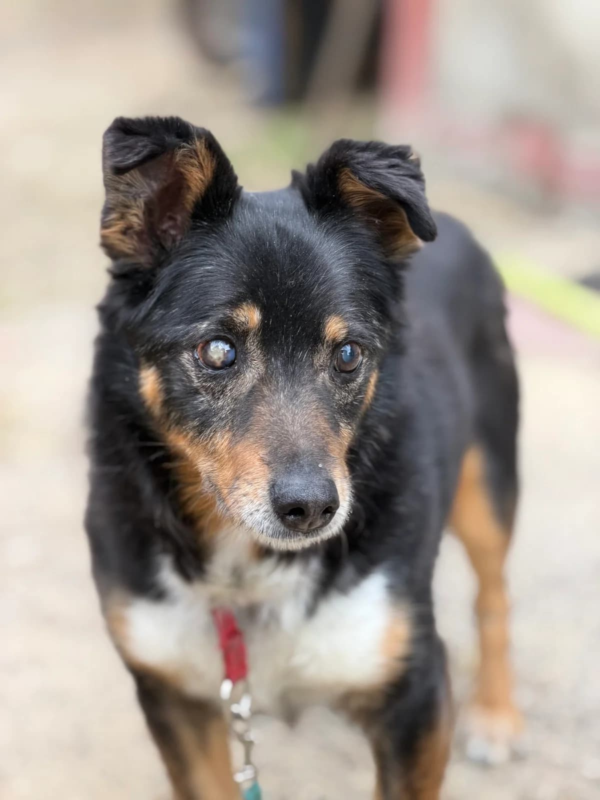 Krecik, male Mixed Breed for adoption at Fundacja Niechciane i Zapomniane SOS Zwierząt (Łódź)