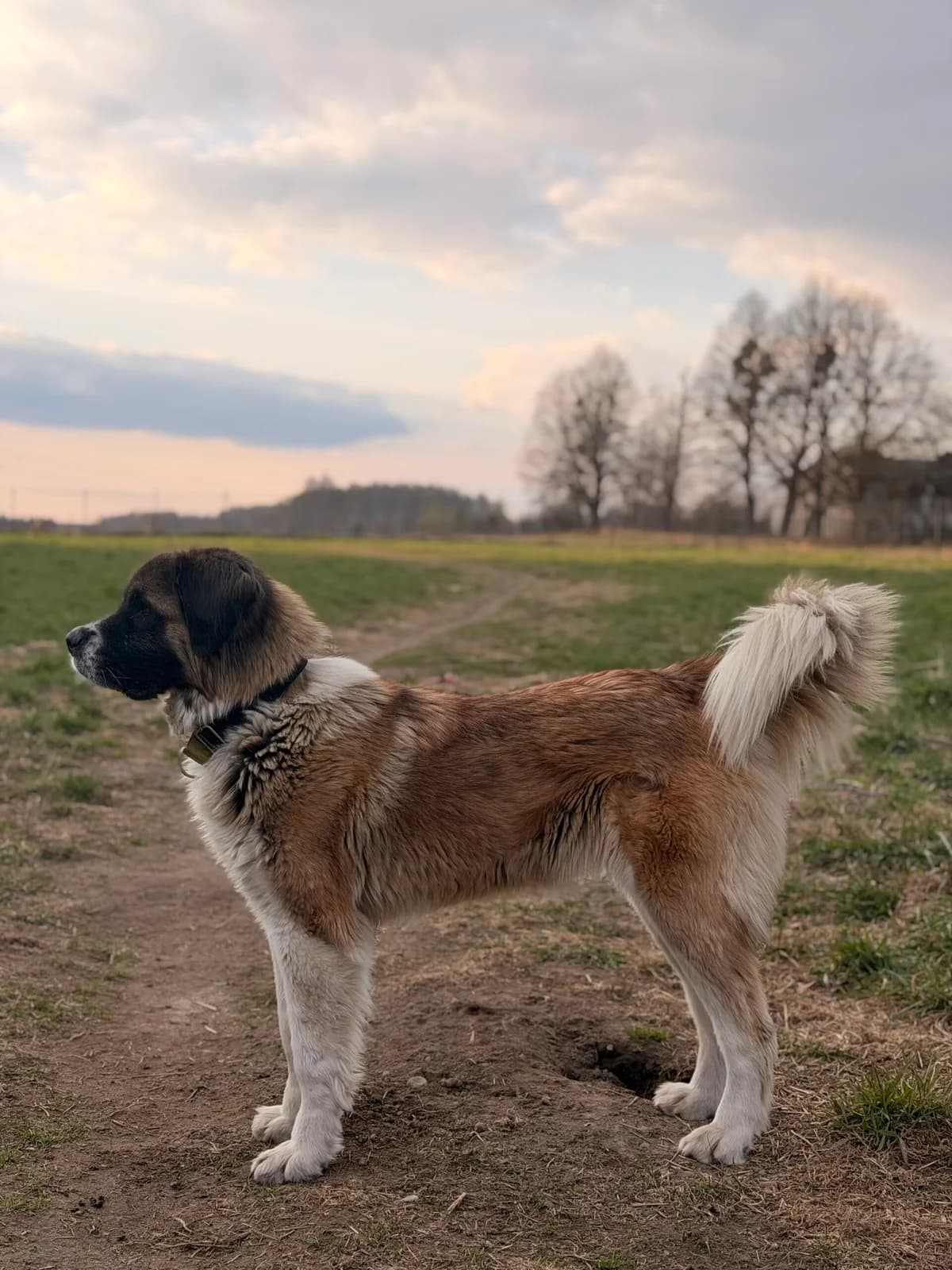 Bella, female Mixed Breed for adoption at Fundacja Niechciane i Zapomniane SOS Zwierząt (Łódź)
