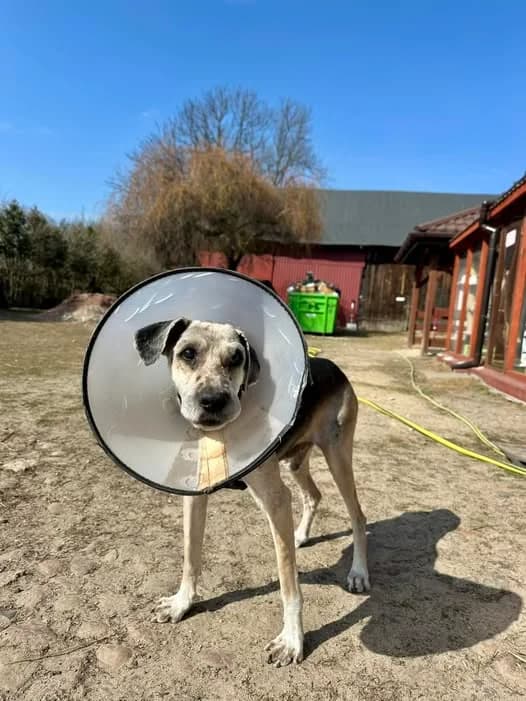 Dulux, male Mixed Breed for adoption at Fundacja Niechciane i Zapomniane SOS Zwierząt (Łódź)