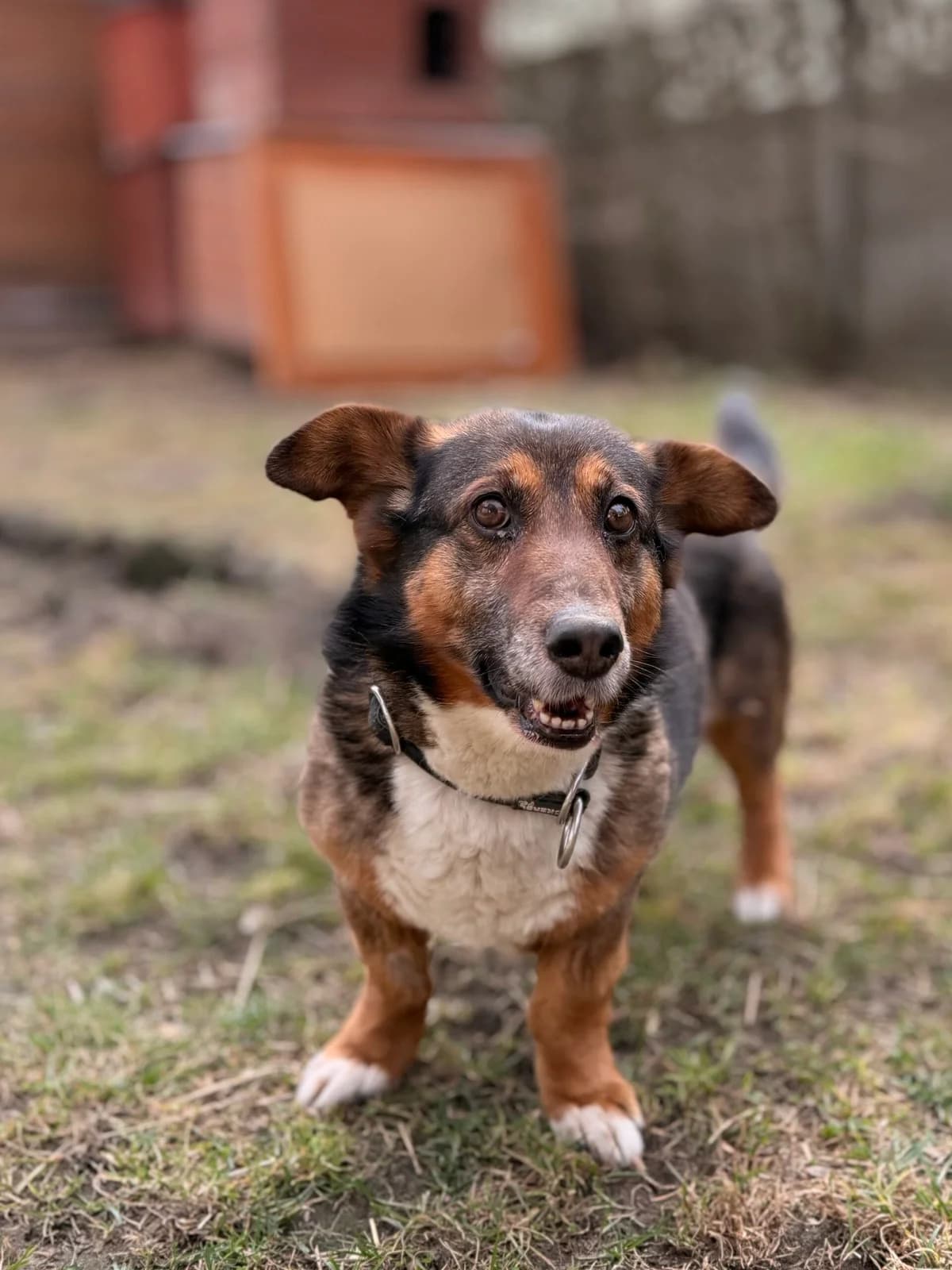 Łatek, male Mixed Breed for adoption at Fundacja Niechciane i Zapomniane SOS Zwierząt (Łódź)