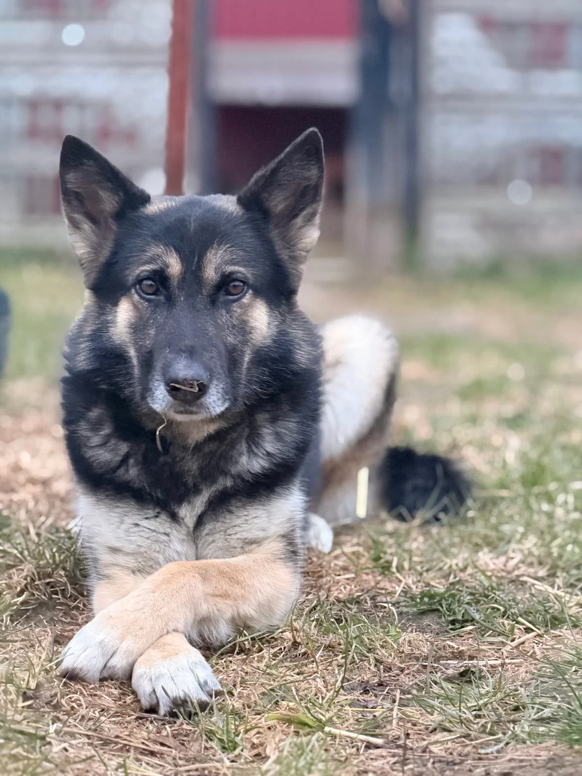 Rollo, male Mixed Breed for adoption at Fundacja Niechciane i Zapomniane SOS Zwierząt (Łódź)