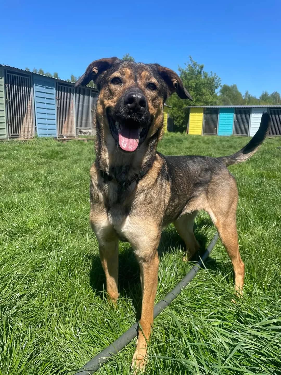 Kora, female Mixed Breed for adoption at Fundacja Niechciane i Zapomniane SOS Zwierząt (Łódź)