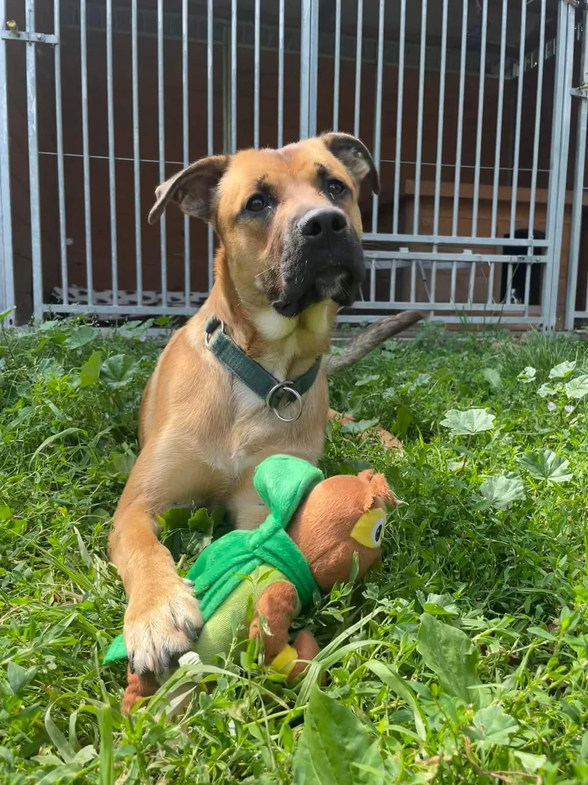 Scooby, male Mixed Breed for adoption at Fundacja Niechciane i Zapomniane SOS Zwierząt (Łódź)