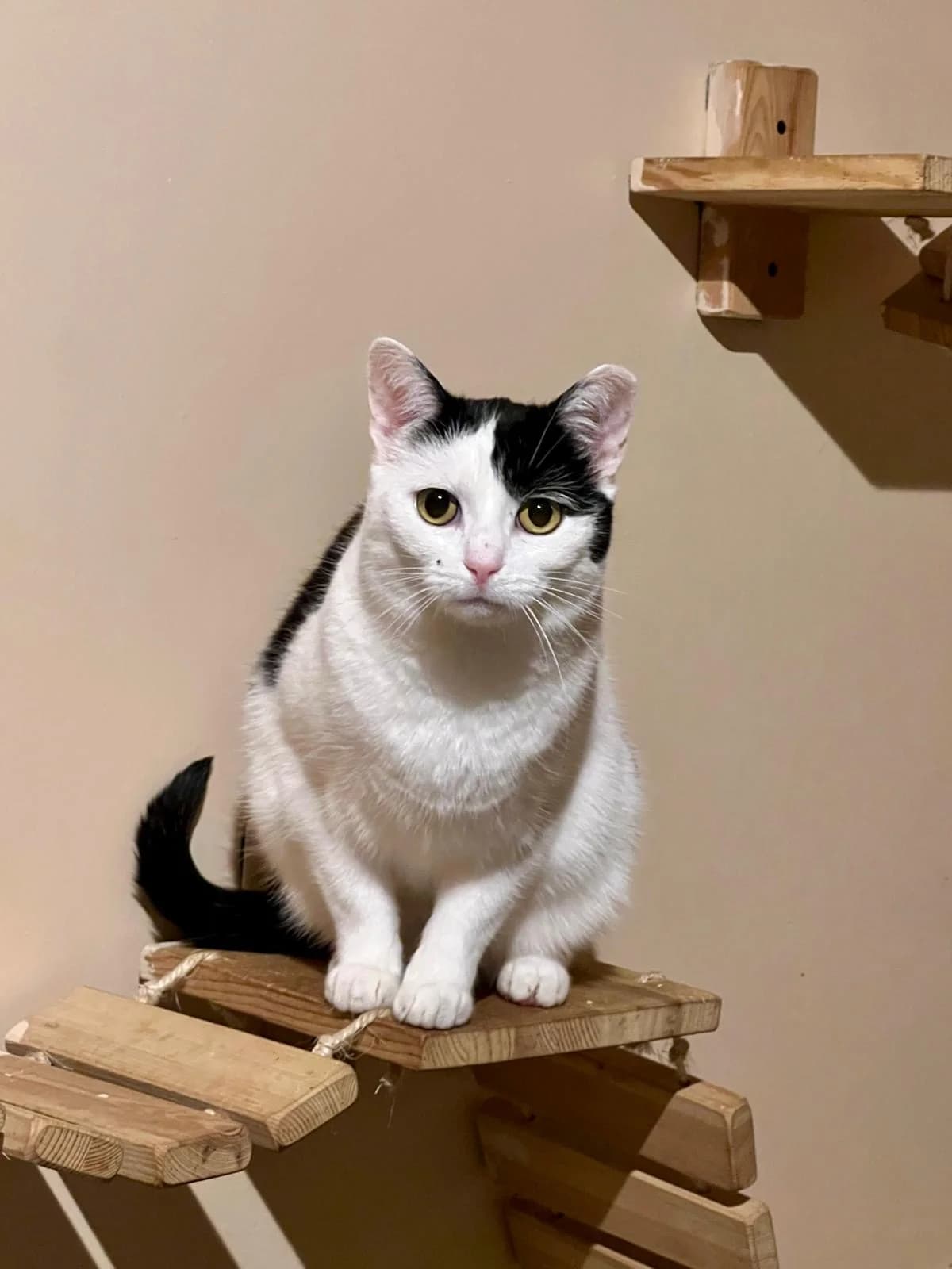 Łatka, female Mixed Breed for adoption at Fundacja Niechciane i Zapomniane SOS Zwierząt (Łódź)