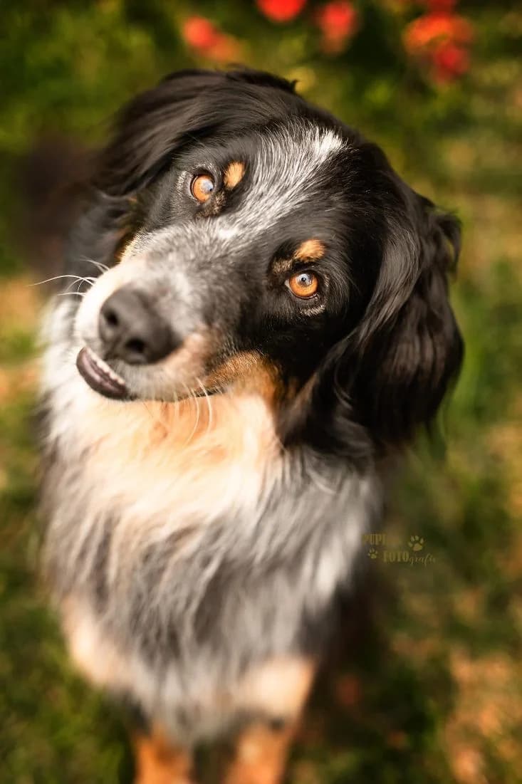 Bardo, Mixed Breed for adoption at Fundacja Niechciane i Zapomniane SOS Zwierząt (Łódź)