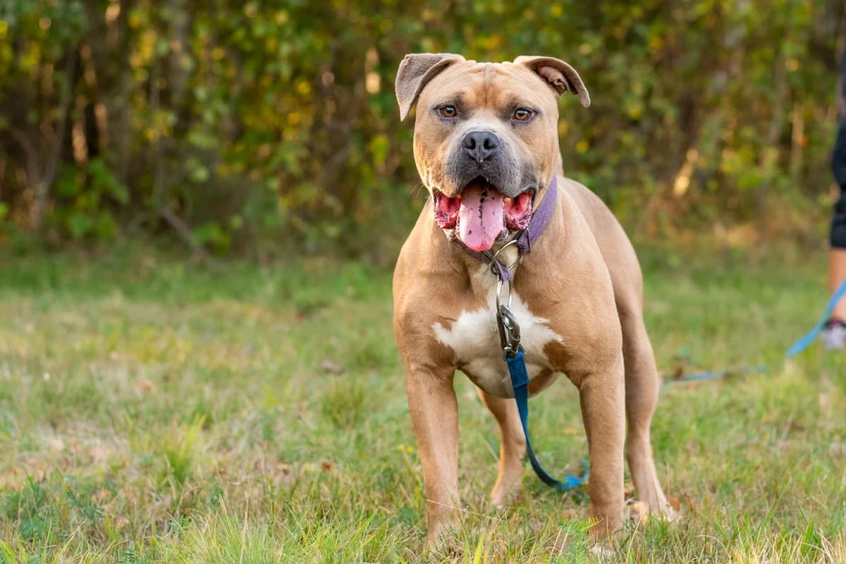 Andy, male Mixed Breed for adoption at Fundacja Niechciane i Zapomniane SOS Zwierząt (Łódź)